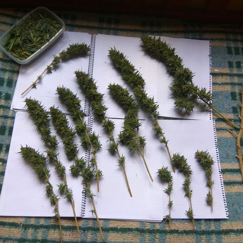 Amnesia Haze growlog timeline photo