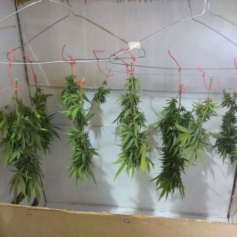 Amnesia Haze growlog timeline photo