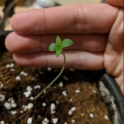 Annabelle growlog timeline photo