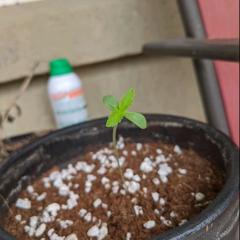 Annabelle growlog timeline photo