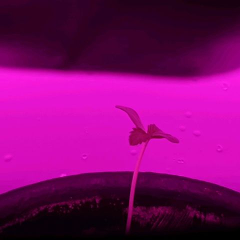 Annabelle growlog photo: But inside bucket for the first time. Around 7 PM