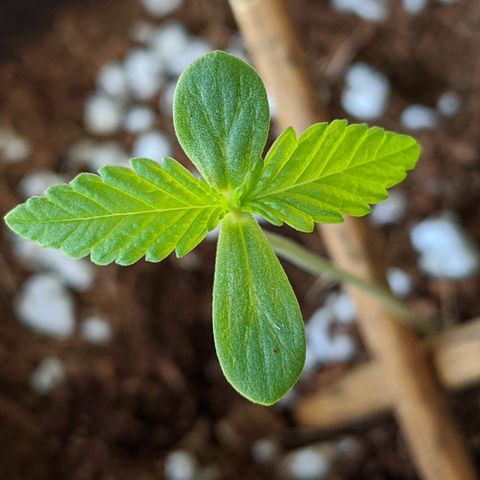 Annabelle growlog photo: Outside around 9