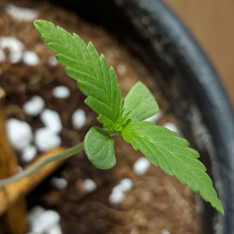 Annabelle growlog timeline photo