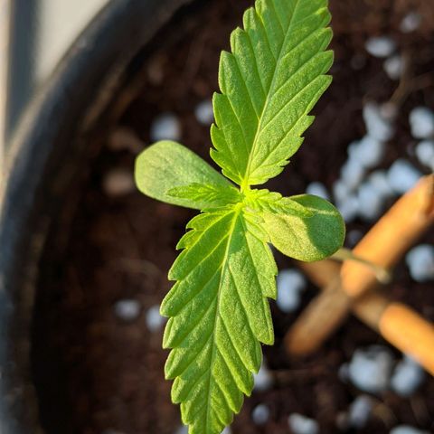 Annabelle growlog timeline photo