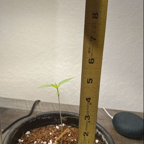 Annabelle growlog timeline photo