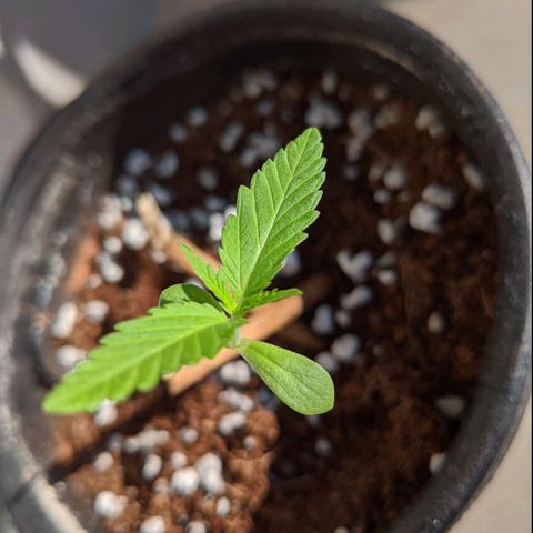 Annabelle growlog timeline photo