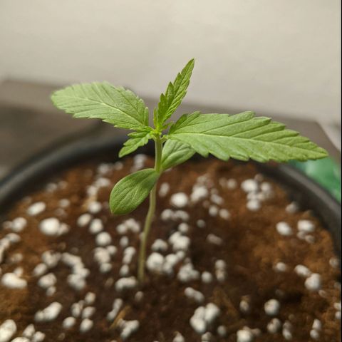 Annabelle growlog timeline photo