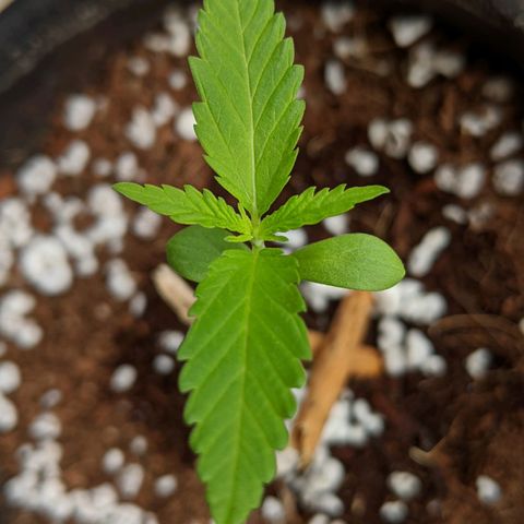Annabelle growlog timeline photo