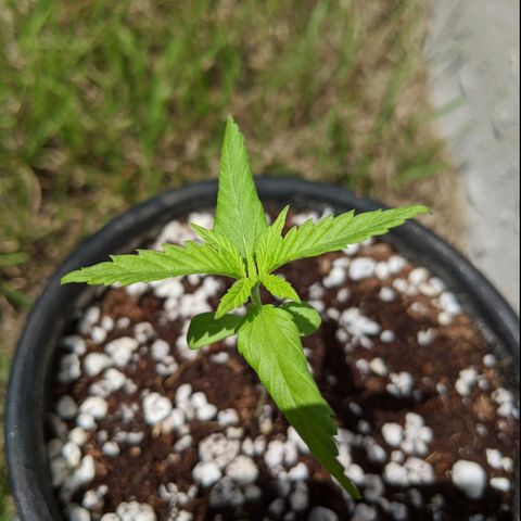 Annabelle growlog timeline photo