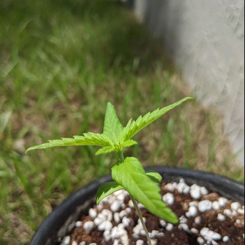 Annabelle growlog timeline photo
