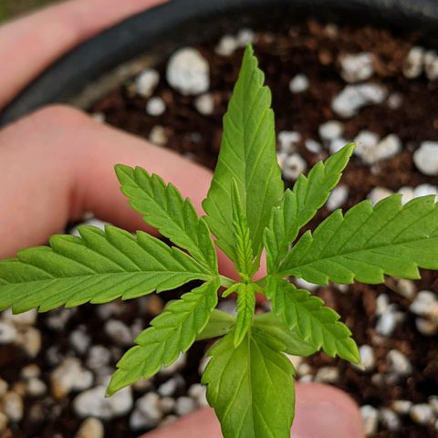 Annabelle growlog timeline photo