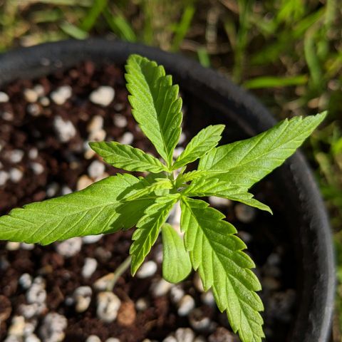 Annabelle growlog timeline photo