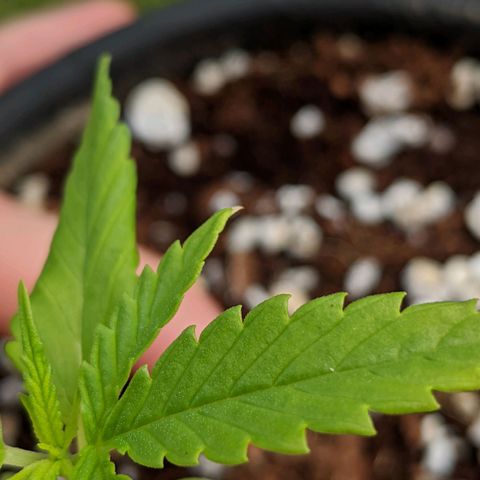 Annabelle growlog timeline photo