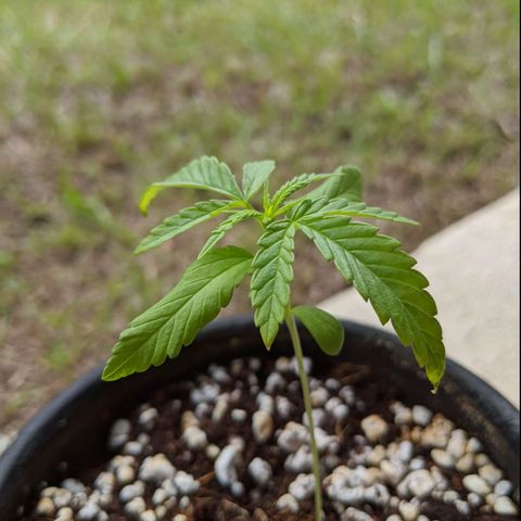 Annabelle growlog timeline photo