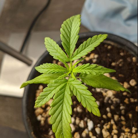 Annabelle growlog timeline photo