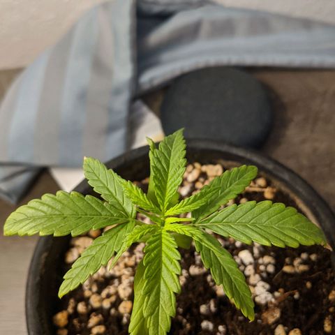 Annabelle growlog timeline photo