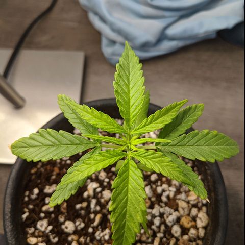 Annabelle growlog timeline photo