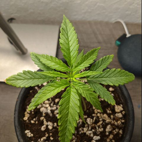 Annabelle growlog timeline photo
