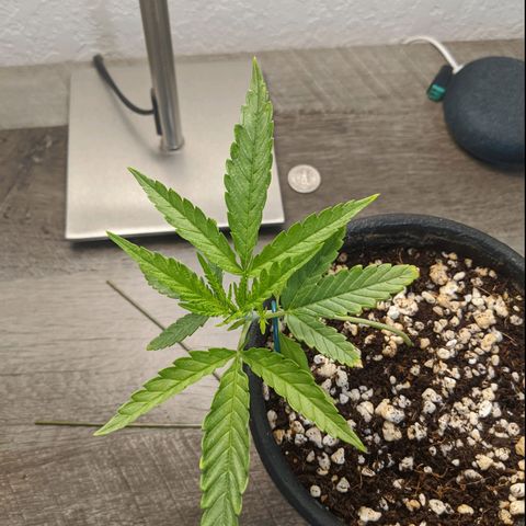 Annabelle growlog timeline photo