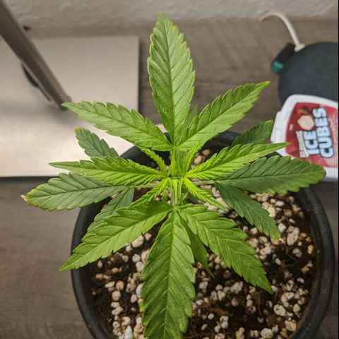 Annabelle growlog timeline photo