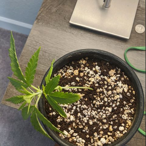 Annabelle growlog timeline photo