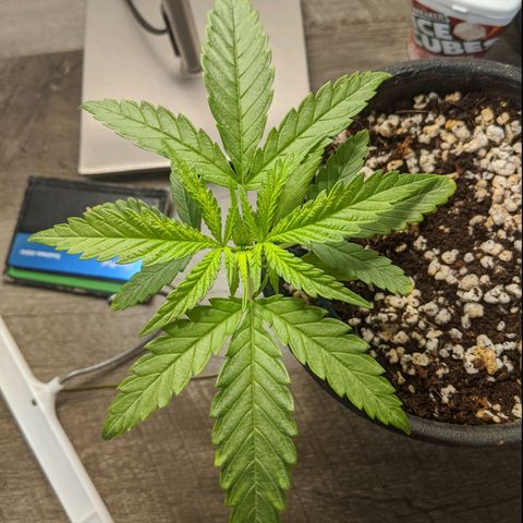 Annabelle growlog timeline photo