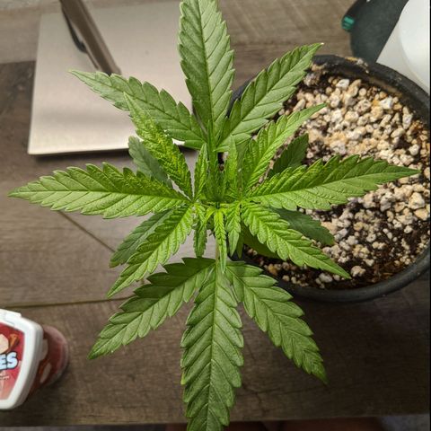 Annabelle growlog timeline photo