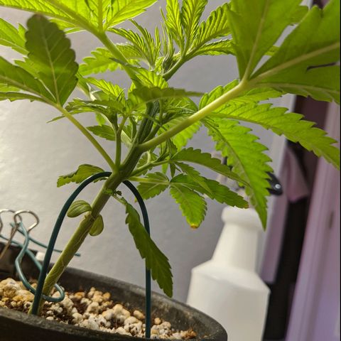 Annabelle growlog timeline photo