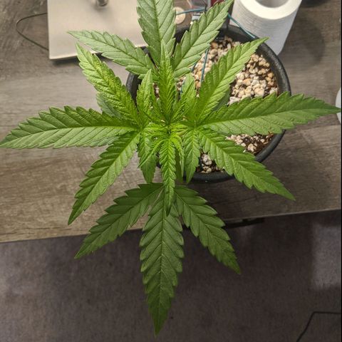 Annabelle growlog timeline photo