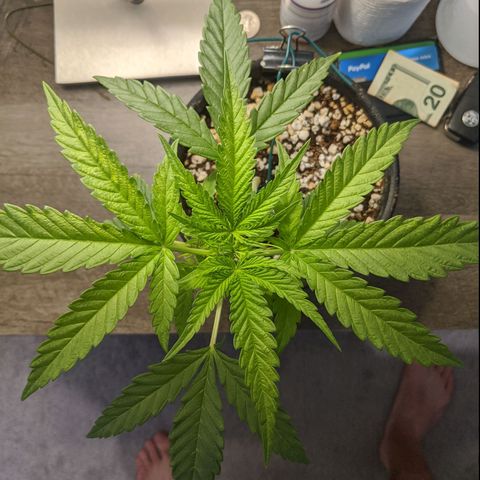 Annabelle growlog timeline photo
