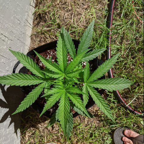 Annabelle growlog timeline photo