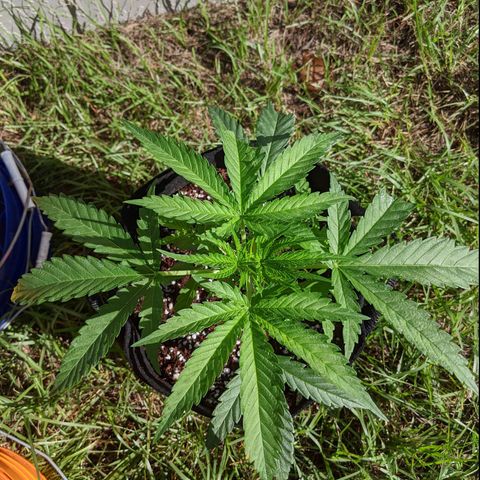 Annabelle growlog timeline photo