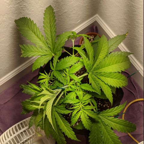 Annabelle growlog photo: Did some LST today. She seemed to respond really well. 