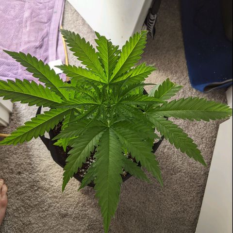 Annabelle growlog photo: Did some LST today. She seemed to respond really well. 