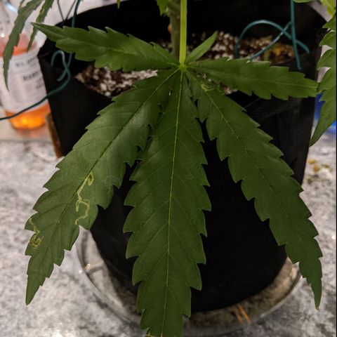Annabelle growlog timeline photo