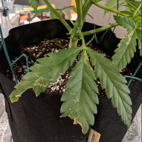Annabelle growlog timeline photo