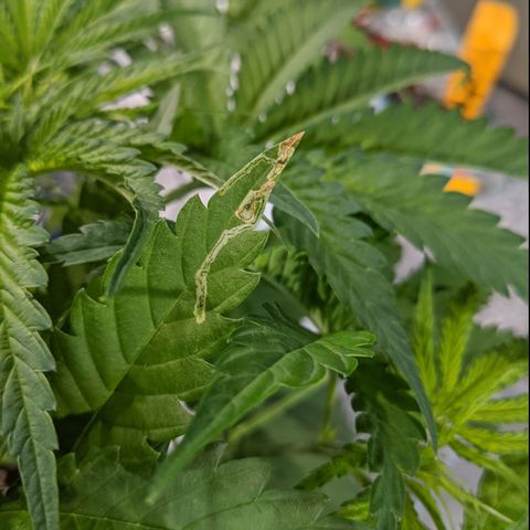 Annabelle growlog timeline photo