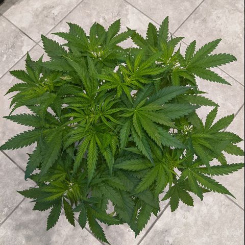 Annabelle growlog timeline photo