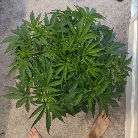 Annabelle growlog timeline photo