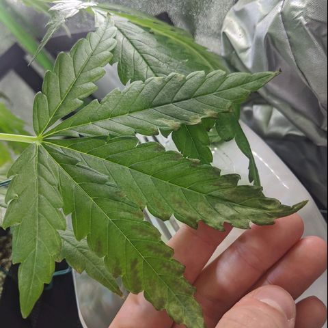 Annabelle growlog timeline photo