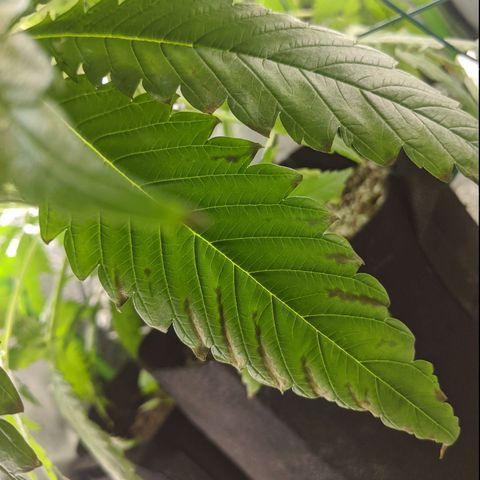 Annabelle growlog timeline photo