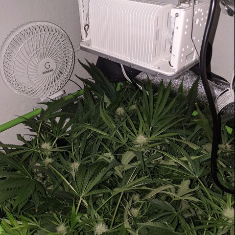 Annabelle growlog timeline photo