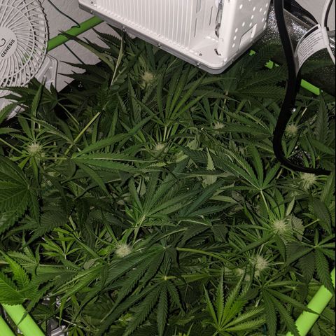 Annabelle growlog timeline photo