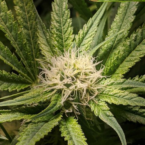 Annabelle growlog timeline photo