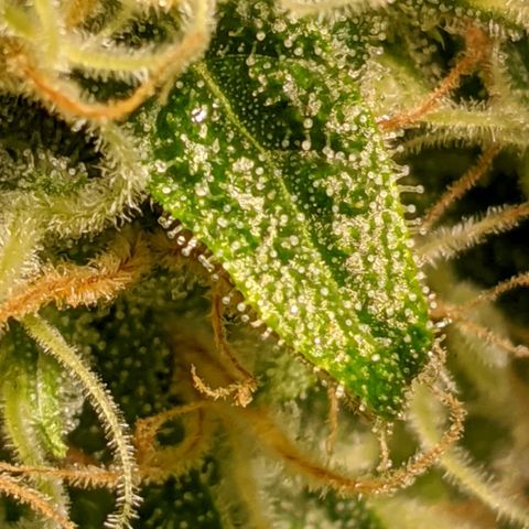 Annabelle growlog timeline photo