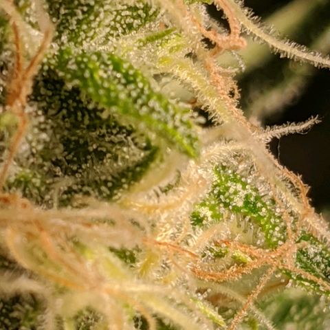 Annabelle growlog timeline photo