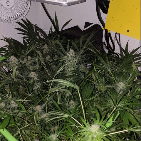 Annabelle growlog timeline photo
