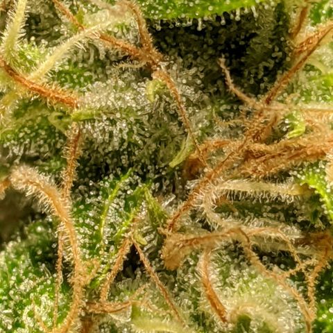 Annabelle growlog timeline photo