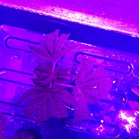 super🦨 jack clone 2 growlog photo