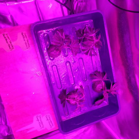 super🦨 jack clone 2 growlog photo